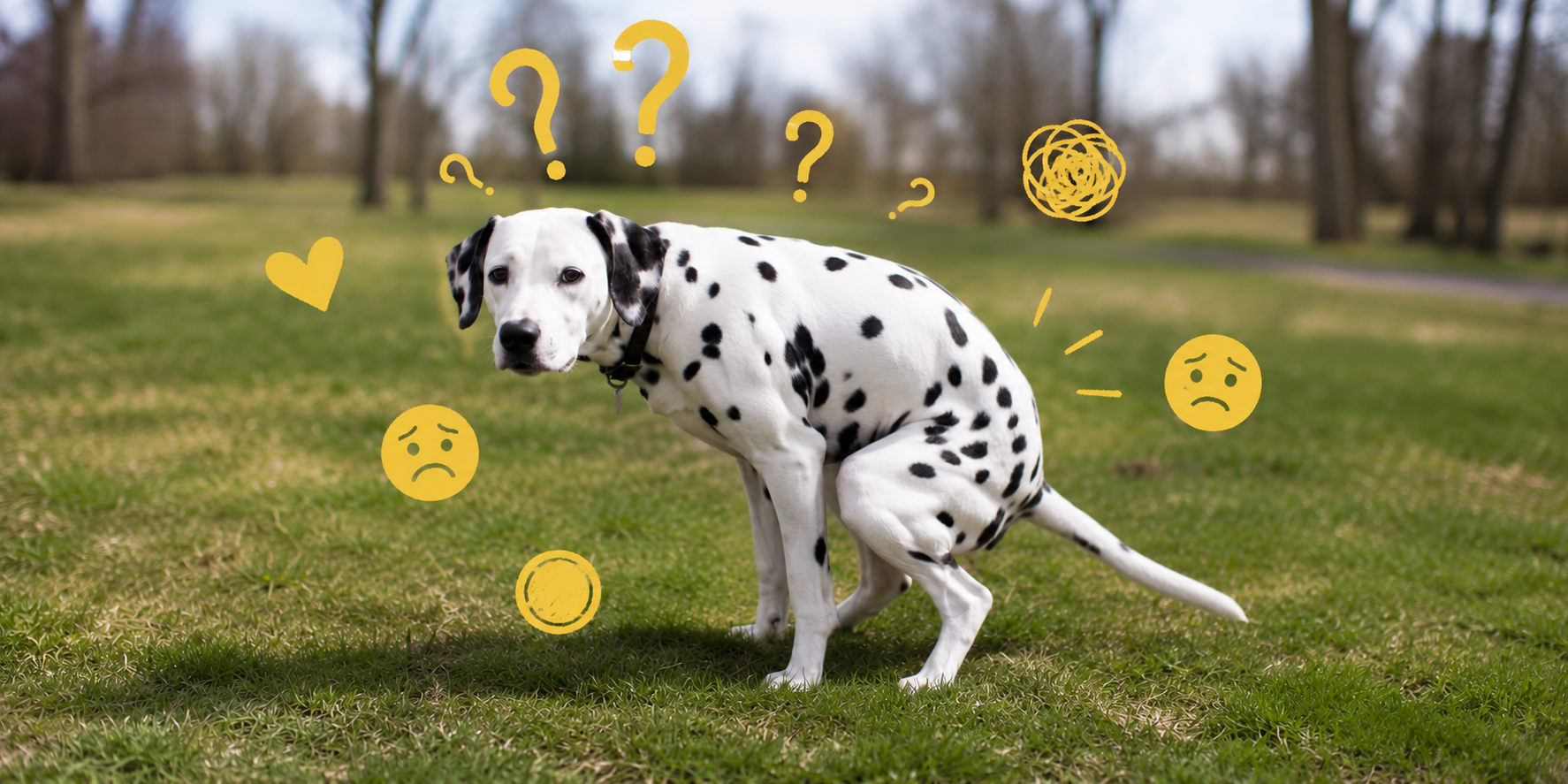 What Does Yellow Dog Poop Mean? A Vet-Backed Guide