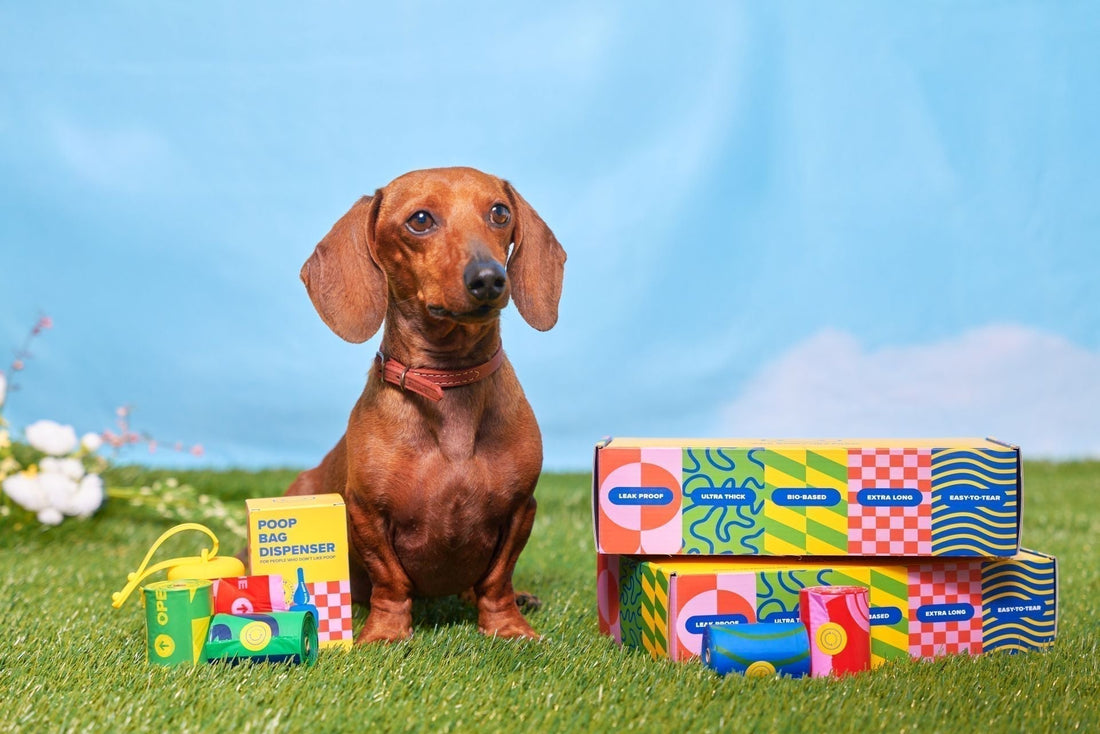 What’s That Smell? 5 Things to Look For When Picking Up Dog Poop
